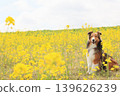 Rapeseed flowers and Shetland Sheepdog 139626239