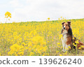 Rapeseed flowers and Shetland Sheepdog 139626240