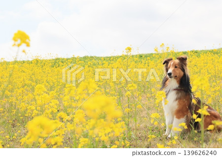 Rapeseed flowers and Shetland Sheepdog 139626240