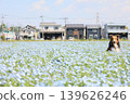 Nemophila and sheltie 139626246