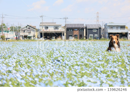 Nemophila 和 sheltie 139626246