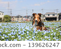 Nemophila and sheltie 139626247