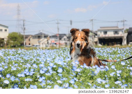 Nemophila 和 sheltie 139626247