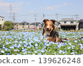 Nemophila Blue and Shetland Sheepdog 139626248