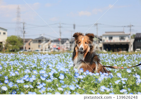 藍灰蝶和設得蘭牧羊犬 139626248