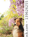 Wisteria and Shetland Sheepdog 139626255
