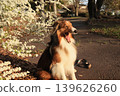Yukiyanagi and Shelty 139626260