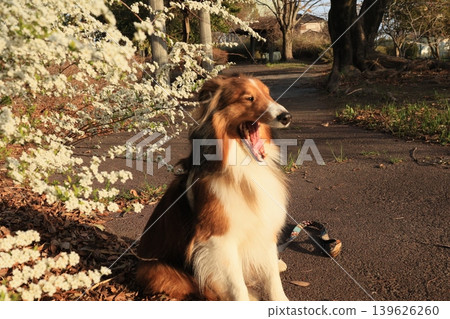 Yukiyanagi and Shelty 139626260