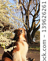 Yukiyanagi and Shelty 139626261