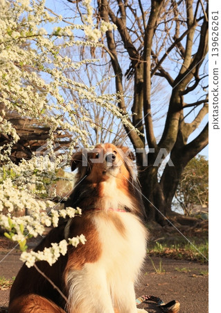 Yukiyanagi and Shelty Yukiyanagi and Shelty 139626261