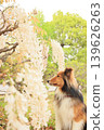 Wisteria and Shetland Sheepdog 139626263
