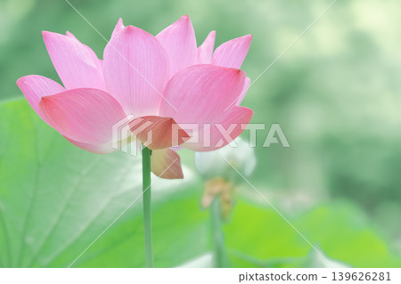 一朵蓮花 一朵蓮花 139626281