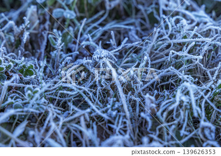 Close-up of wild plants covered in frost Close-up of wild plants covered in frost 139626353