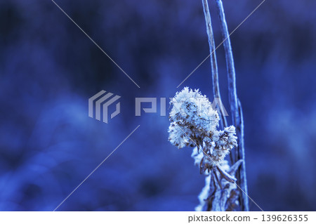 Close-up of wild plants covered in frost Close-up of wild plants covered in frost 139626355