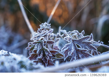 特寫鏡頭:覆蓋著霜凍的野生植物 特寫鏡頭:覆蓋著霜凍的野生植物 139626369
