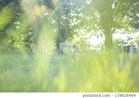 The summer grass under the trees in the park sparkles brightly. The summer grass under the trees in the park sparkles brightly. 139626464