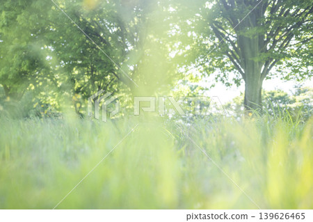 The summer grass under the trees in the park sparkles brightly. The summer grass under the trees in the park sparkles brightly. 139626465
