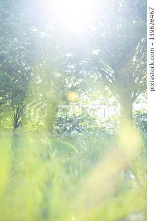 The summer grass under the trees in the park sparkles brightly. The summer grass under the trees in the park sparkles brightly. 139626467
