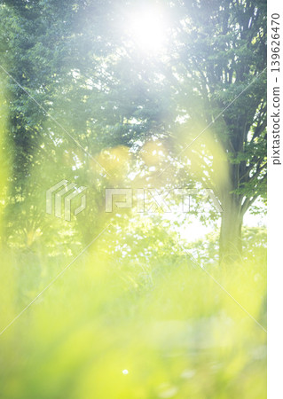 公園裡樹蔭下的夏日草地閃閃發光。 139626470