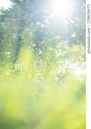 The summer grass under the trees in the park sparkles brightly. The summer grass under the trees in the park sparkles brightly. 139626471