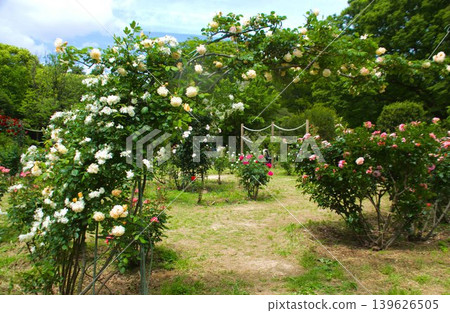 Roses arch 139626505