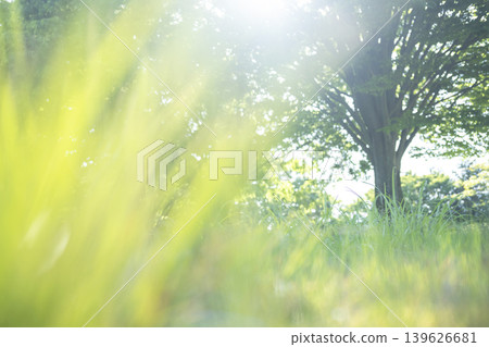 公園裡樹蔭下的夏日草地閃閃發光。 公園裡樹蔭下的夏日草地閃閃發光。 139626681