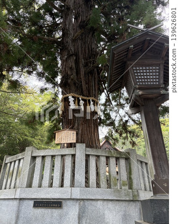 The stone-paved approach and sacred tree of Suwa Grand Shrine's Akimiya The stone-paved approach and sacred tree of Suwa Grand Shrine's Akimiya 139626801