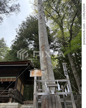 The sacred pillars and sacred trees of Suwa Grand Shrine's Akimiya The sacred pillars and sacred trees of Suwa Grand Shrine's Akimiya 139626804