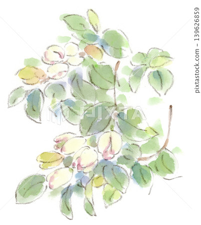 這是一幅水彩插圖,描繪的是初夏植物 *Michelia figo* 的花朵,它散發著類似香蕉的香味。 這是一幅水彩插圖,描繪的是初夏植物 *Michelia figo* 的花朵,它散發著類似香蕉的香味。 139626859
