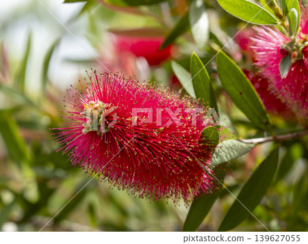 Bottlebrush flowers blooming in the park Bottlebrush flowers blooming in the park 139627055