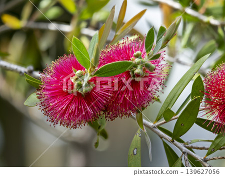 Bottlebrush flowers blooming in the park Bottlebrush flowers blooming in the park 139627056