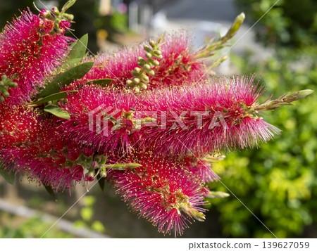 Bottlebrush flowers blooming in the park 139627059