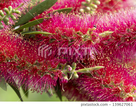 Bottlebrush flowers blooming in the park Bottlebrush flowers blooming in the park 139627061