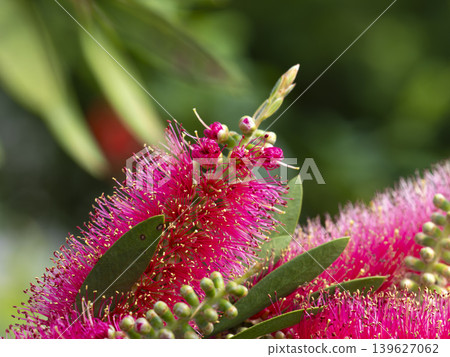 Bottlebrush flowers blooming in the park 139627062