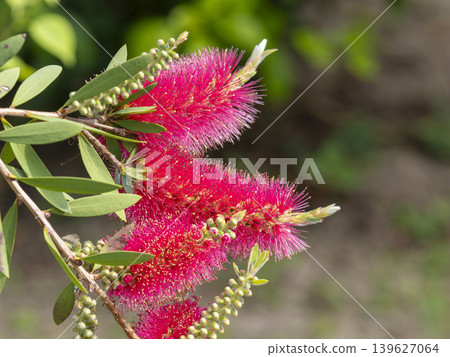 Bottlebrush flowers blooming in the park 139627064