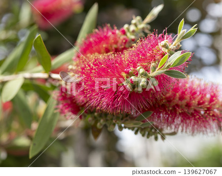Bottlebrush flowers blooming in the park Bottlebrush flowers blooming in the park 139627067