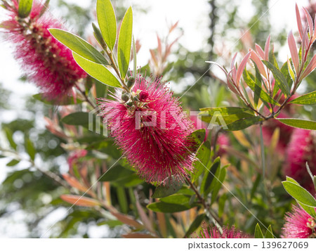 Bottlebrush flowers blooming in the park Bottlebrush flowers blooming in the park 139627069