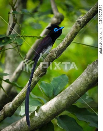 A male Ryukyu Paradise Flycatcher, a summer bird with a beautiful blue eye ring. A male Ryukyu Paradise Flycatcher, a summer bird with a beautiful blue eye ring. 139627222