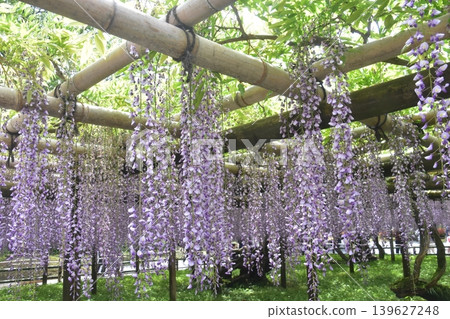 Wisteria trellis at a temple Wisteria trellis at a temple 139627248