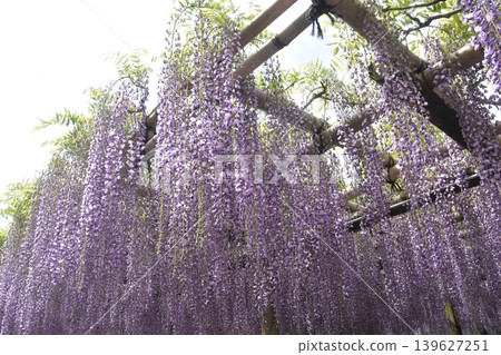 Wisteria trellis at a temple Wisteria trellis at a temple 139627251