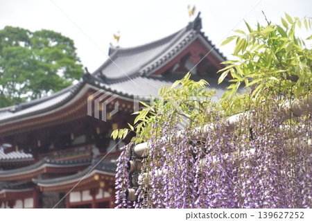 Wisteria trellis at a temple Wisteria trellis at a temple 139627252