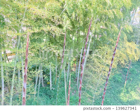 A mature bamboo shoot in a lush green bamboo grove A mature bamboo shoot in a lush green bamboo grove 139627341