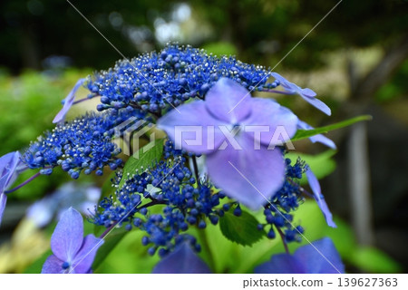 藍色繡球花 139627363
