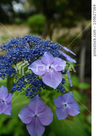 藍色繡球花 藍色繡球花 139627364