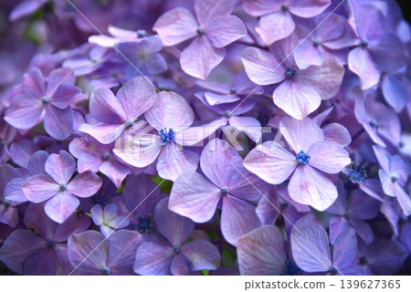 hydrangea flower hydrangea flower 139627365