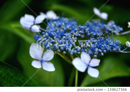 藍色繡球花 藍色繡球花 139627366