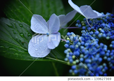 藍色繡球花 139627369