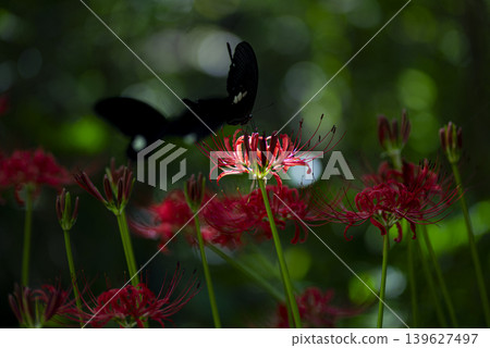 一隻鳳蝶正在吸食紅蜘蛛百合的花蜜。 139627497