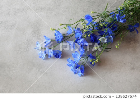 Delphinium Delphinium 139627674