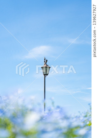 Nemophila and streetlights 139627927